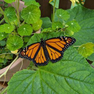 Meet your Posher, Caitlyn